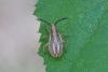 Ceraleptus sp.